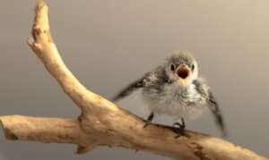 Blue-gray Gnatcatcher