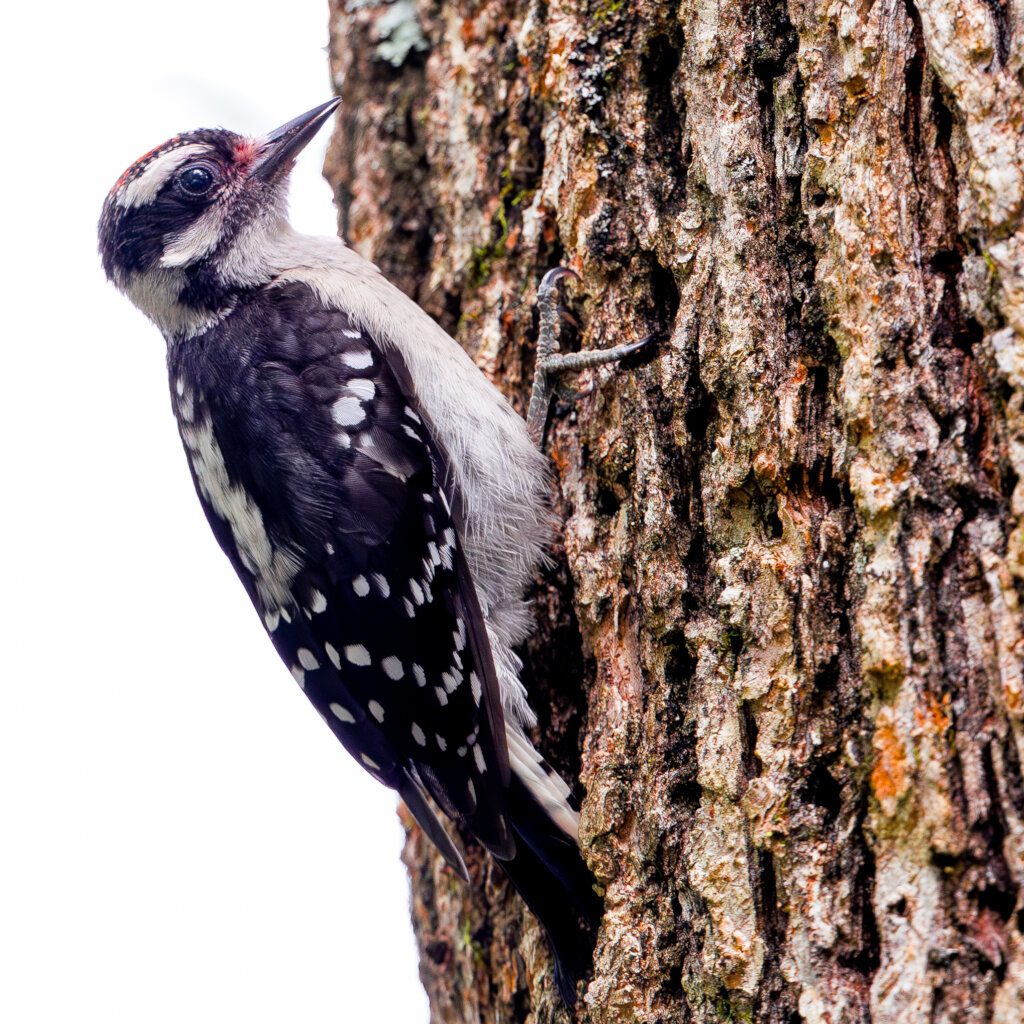 Saving Georgia's Wild Birds
