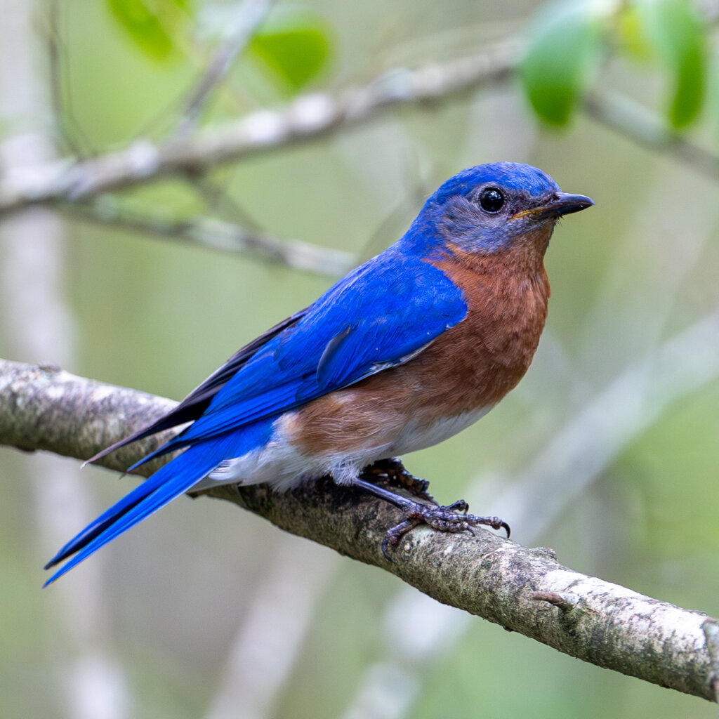 Saving Georgia's Wild Birds