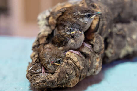 Saving Georgia's Wild Birds