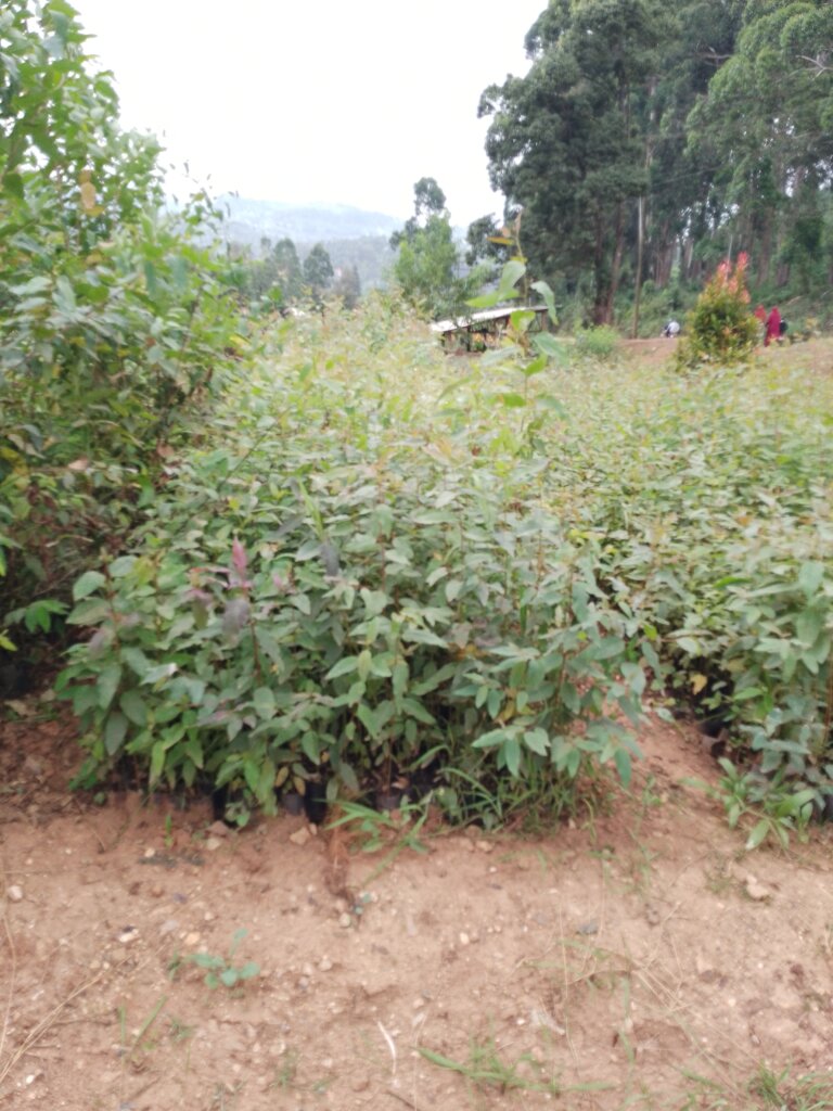 Plant 20000 Trees to Restore Saadani Nature Forest