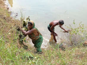 Cleaning up ponds and adding fish to eat larvae