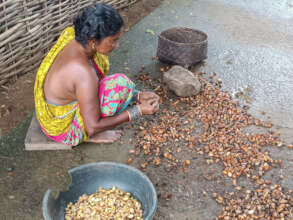 Collecting Neem seeds for Neemola oil