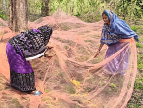 Protection nets catch Neem seeds after they fall