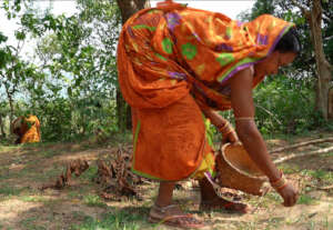 Collecting Neem seeds for Neemola oil