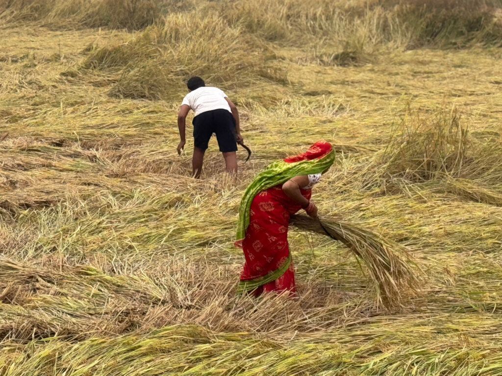 Help Tribal Women Make Neemola and Fight Malaria