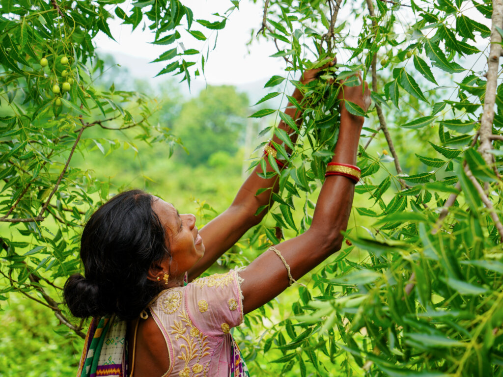 Help Tribal Women Make Neemola and Fight Malaria