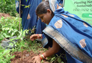 Planting Neemola saplings