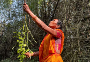 Plucking Neem leaves in a tribal village of Odisha