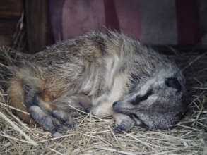 Karool's sleeping in his mansion