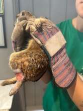 Tinkerbell injured leg