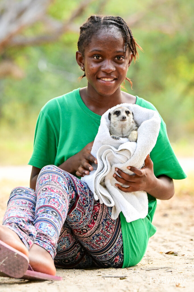 Adopt orphaned meerkats