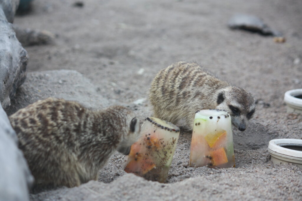 Adopt orphaned meerkats