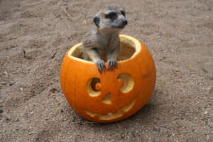 Karools celebrating Halloween