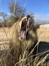 Telo does a big roar