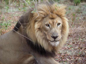 Telo, so majestic!