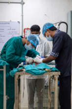 Mass sterilizations by our Veterinarians