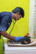 Examining a dog at clinic