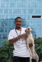 Catching and transporting dogs to sterilize