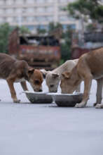 Puppy feeding to gain their trust