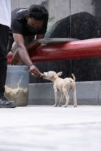 Feed treats to gain their trust