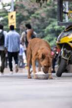 Mindspace IT park dog feeding and sterilization