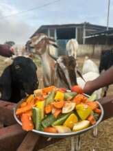 Diwali special meals for cows and goats