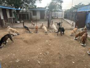 Diwali special meals