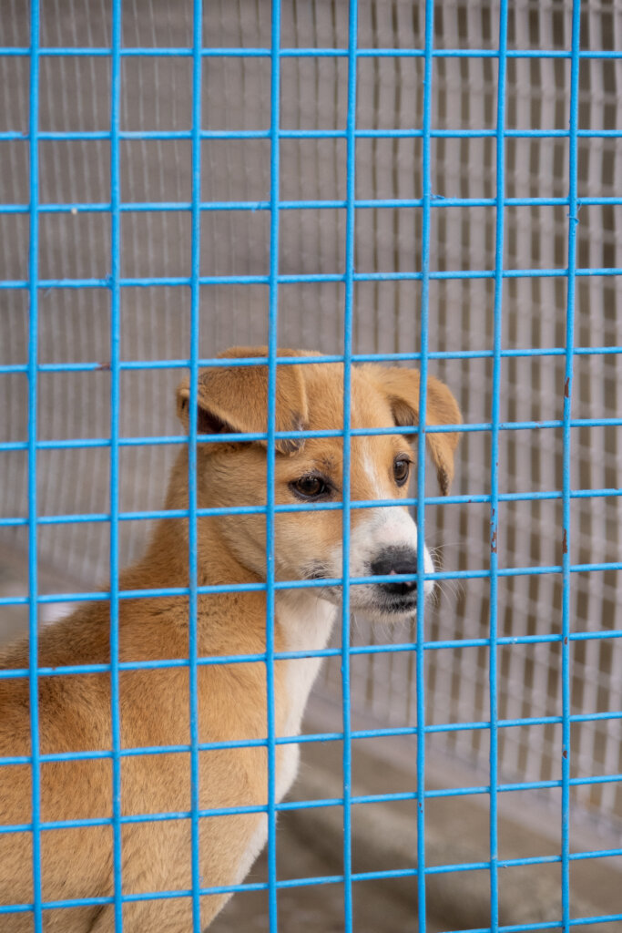 Spay Neuter India's 5000 Stray Dogs and Cats