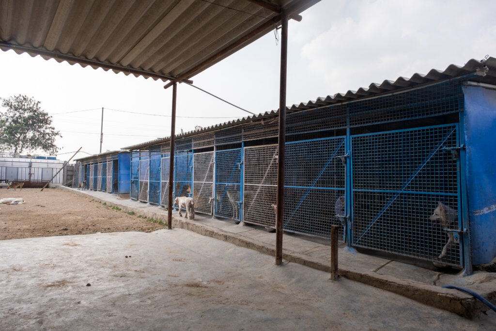 Spay Neuter India's 5000 Stray Dogs and Cats