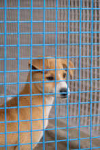 Dog waiting to get sterilized