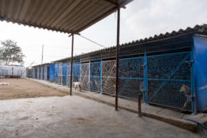 Recovery Kennels