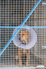 Dog recovering from sterilization surgery