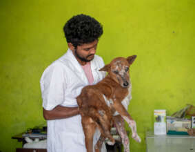 Veterinary Technician