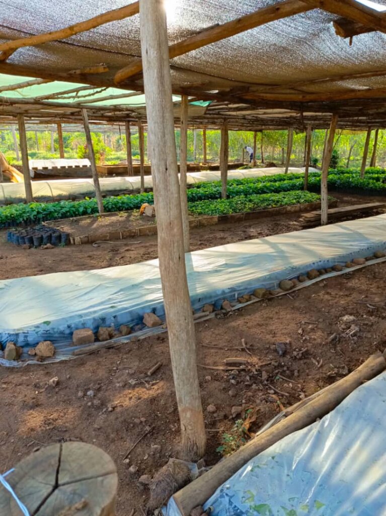 Image of our Nursery Bed
