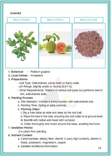 GUAVA FRUIT