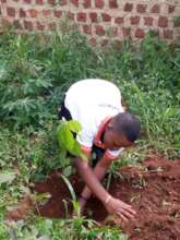 A youth participant planting a Fruit Tree
