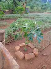 A pawpaw Fruit Tree planted at the center