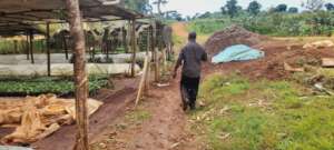 Image of Our Nursery Bed taken a long Kalungu Road