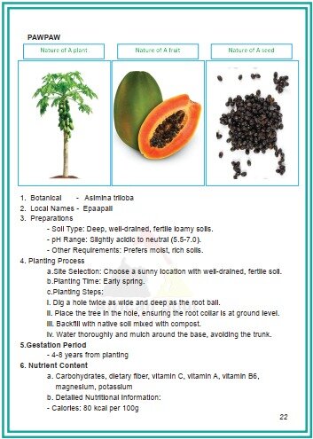 PAWPAW FRUIT TREE