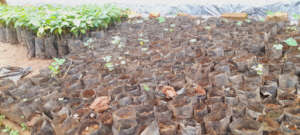 Planting pouches ready for use