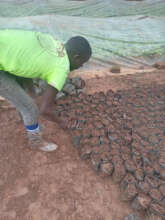 Youth Volunteer attending to the Nursery Bed