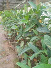 Someof the germinated Tree Seedlings