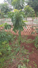 Ovacado Tree planted during previous campaigns