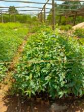 Seedlings in the Nursery