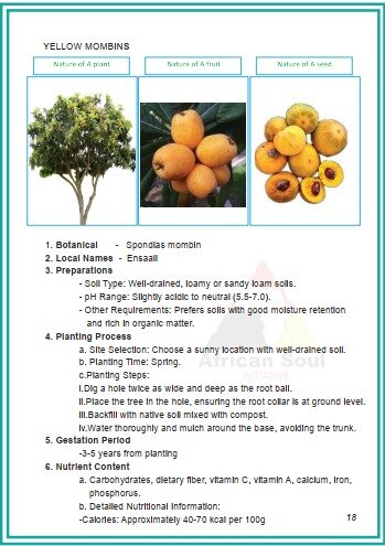 YELLOW MOBIN FRUIT TREE