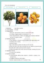 YELLOW MOBIN FRUIT TREE