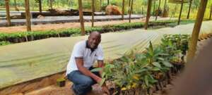 Our member tending to seedlings in our nursery bed