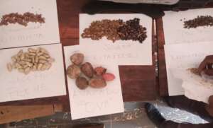 Image showing some of the Collected Fruits Seeds