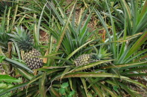 Pineapple plantation